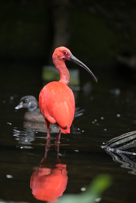 Van het scherm af spatten