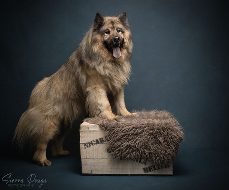 Ni-Dan, Eurasier