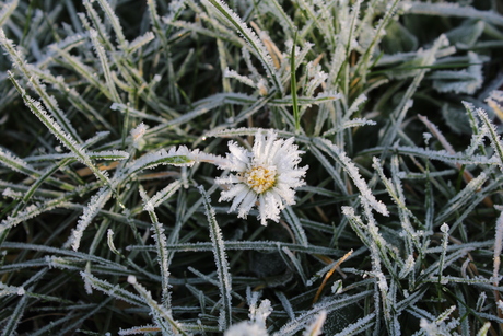 Winter Daisy