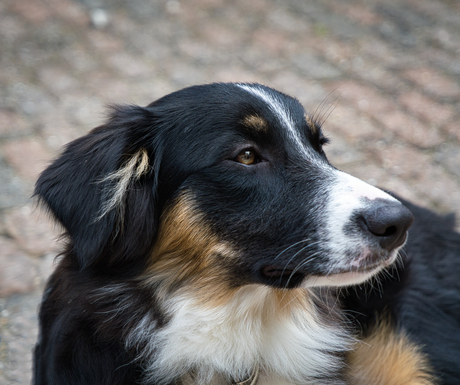 Fie, Border Collie