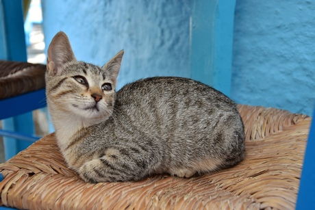 Schattig katje in Griekenland