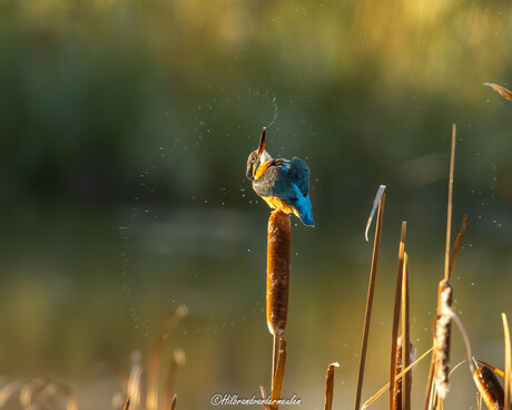 IJsvogel maakt een draai beweging na het inslikken van een visje.