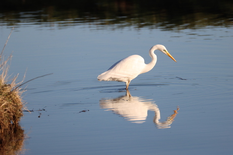 Grote zilverreiger