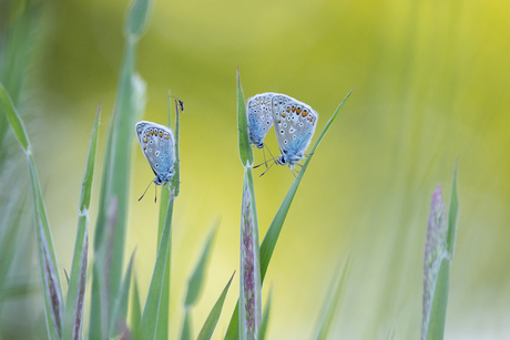 Icarus blauwtjes