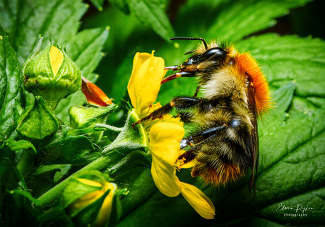 Hommel 