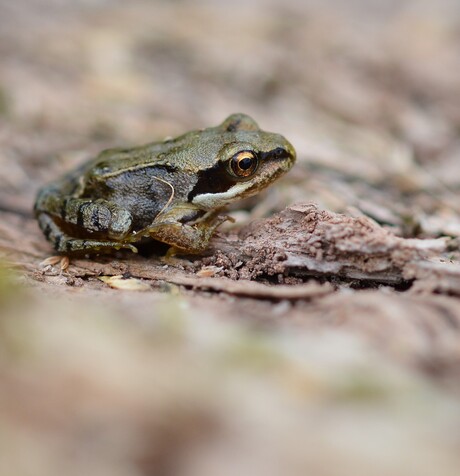 Zo klein ( ong. 3 cm ) en nu al alleen op pad in die boze wereld.