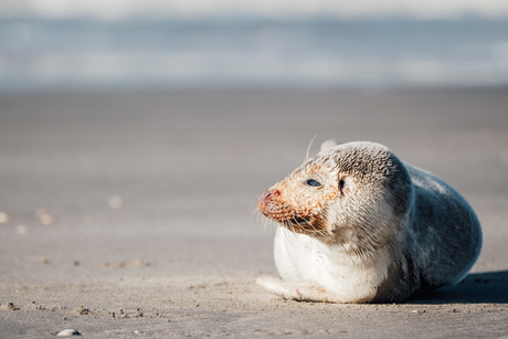 Zonnende zeehond