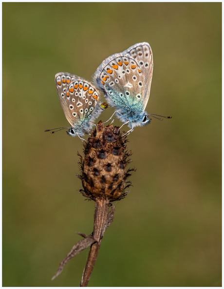 Parende Icarusblauwtjes.