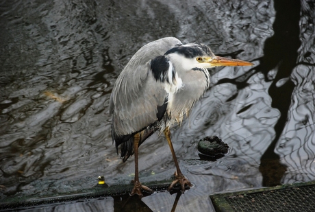 De Zeeuwse Reiger