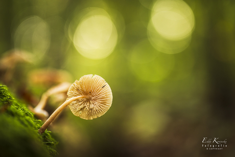 de helmmycena (Mycena galericulata)