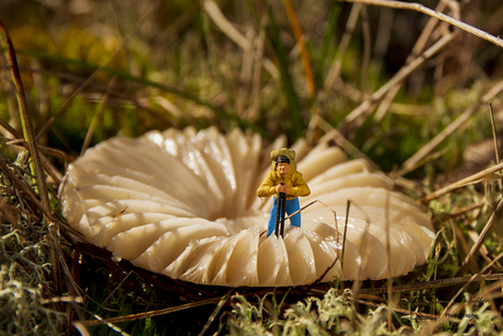 paddenstoel met wandelaar