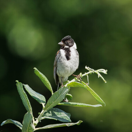 De rietgors man (Emberiza schoeniclus)