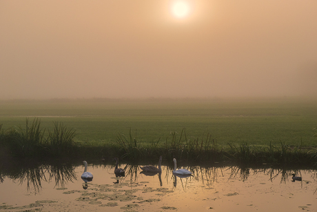 Zwanen genieten van de zonsopkomst