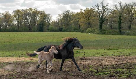 Rocky Mountain Horse met veulen.
