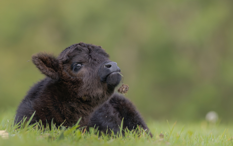 Schots hooglander kalf