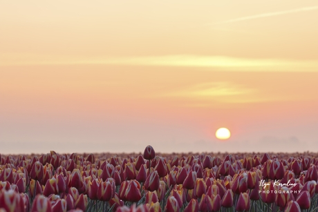 Zonsopkomst bij de bollenvelden 