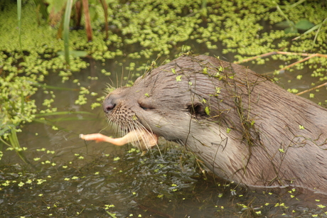 smullende otter