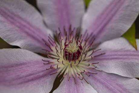 Macro foto van Clematis