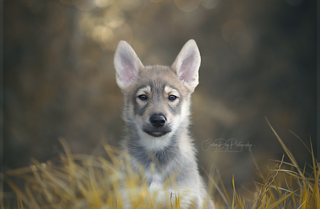 Wolfdog puppy