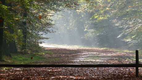 Zonnestralen