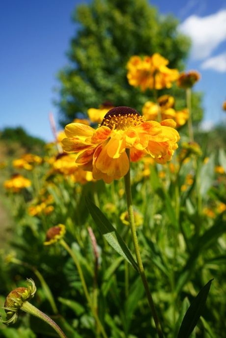 Helenium "Eldorado"