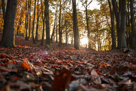 Herfst!