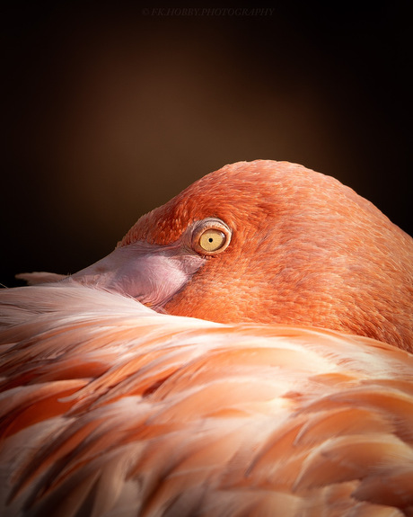 Flamingo