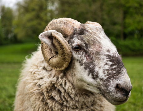 Portret van een schaap