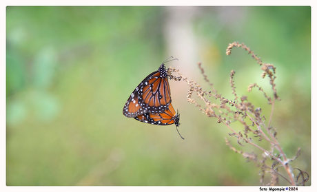 Monarch duo