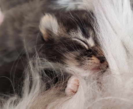 Maine coon kitten Nala