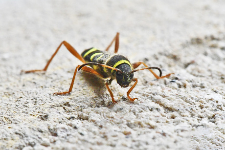 Kleine wespenboktor