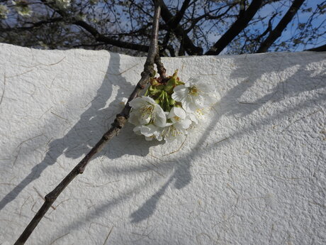 FLOS CERASORUM IN VENTO-Bloesems gevangen in tijd, Nijmegen 2026
