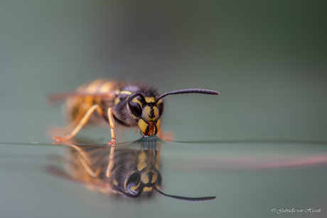 Just having a drink..