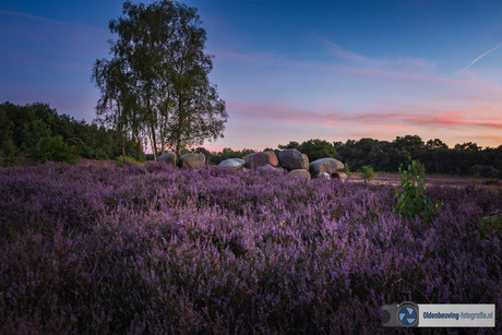 De hunebed duikt op tussen de paarse heide