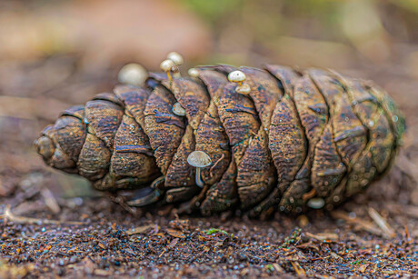 Muizenstaartzwammetjes