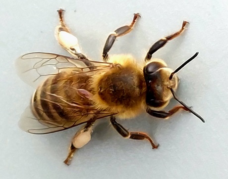 Honingbij 