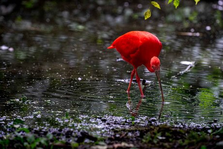 Rode Ibis