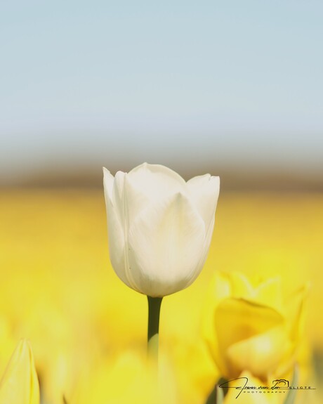 ER steekt er altijd wel een boven uit ....