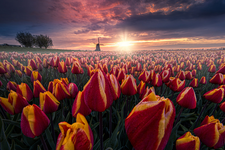 Tulip Sunshine