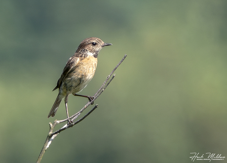 Roodborsttapuit (Saxicola rubicola)