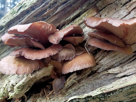 Oesterzwam overleeft..