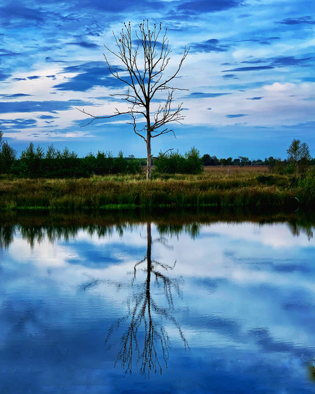 Reflecties in Bargerveen