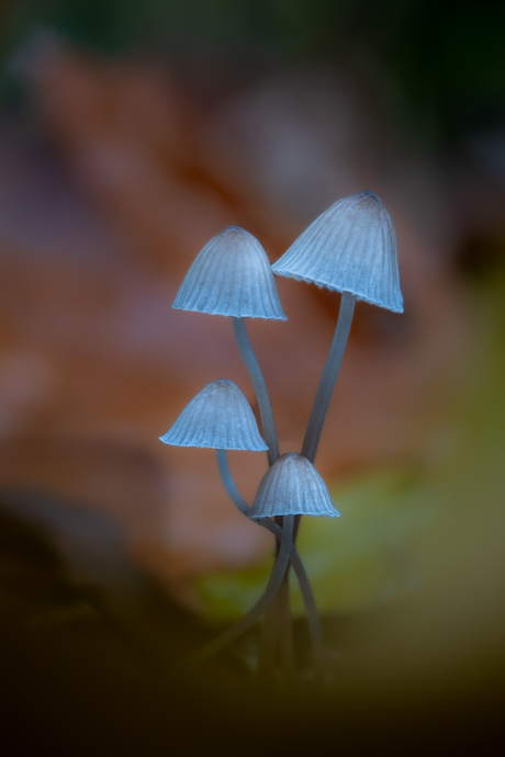 Mycena's
