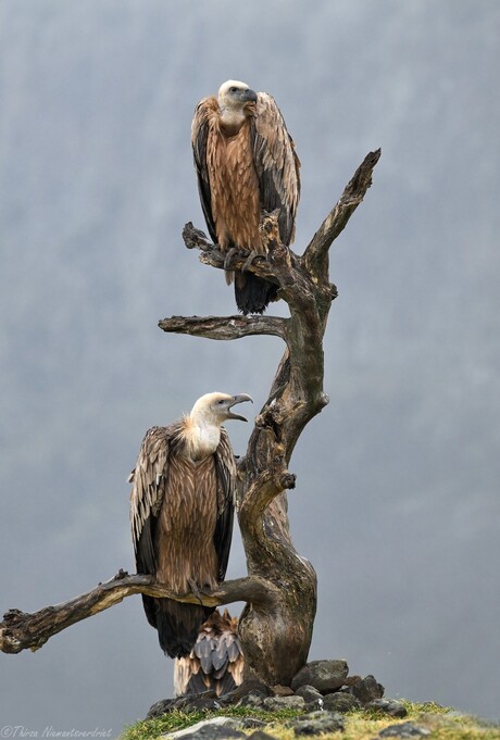Bulgarian Griffon Vultures