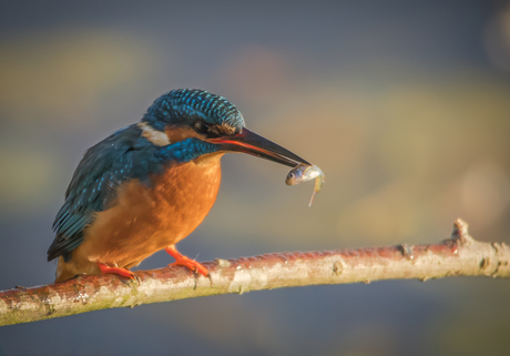 Long time ago....(2)