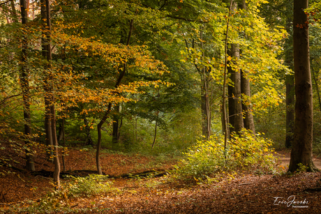 De warme herstkleuren