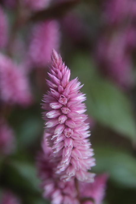 Roze