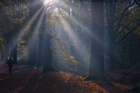 wandeling in het bos