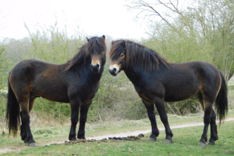 Exmoor pony's