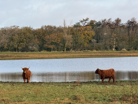 Schotse Hooglanders